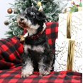 thumbnail image 3 of Collar para Perro Estilo Único Patitas Navidad Cuadros Rojos y Negros, 3 of 6