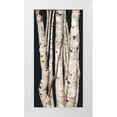 thumbnail image 1 of Murdock, Ramona 11x18 White Modern Wood Framed Museum Art Print Titled - Birch Tree I, 1 of 4