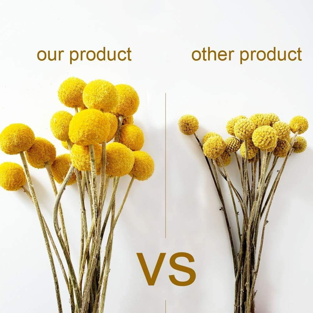 0 Stems Natural Craspedia Dried FlowersYellow Billy Buttons Balls Bouquet Natural Dried Flowers Large Diameter for Home Decor Photo Props DIY Wedding Decoration