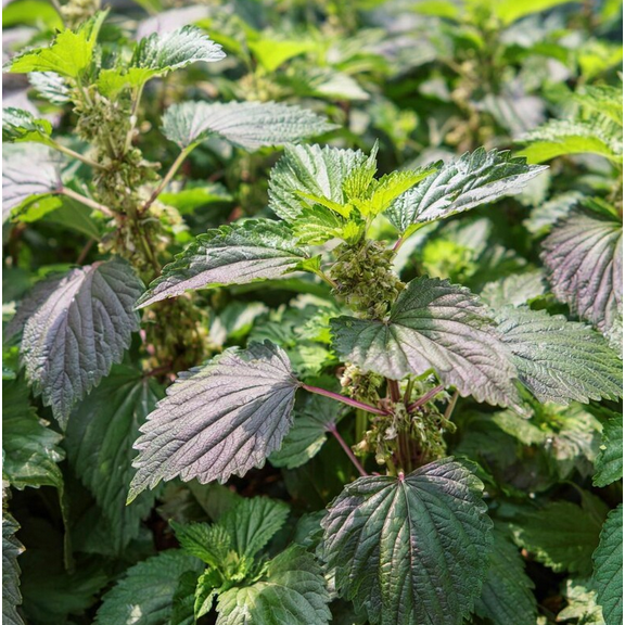 100 Seeds Korean Green Shiso for Planting, Green Perilla Plant for Garden