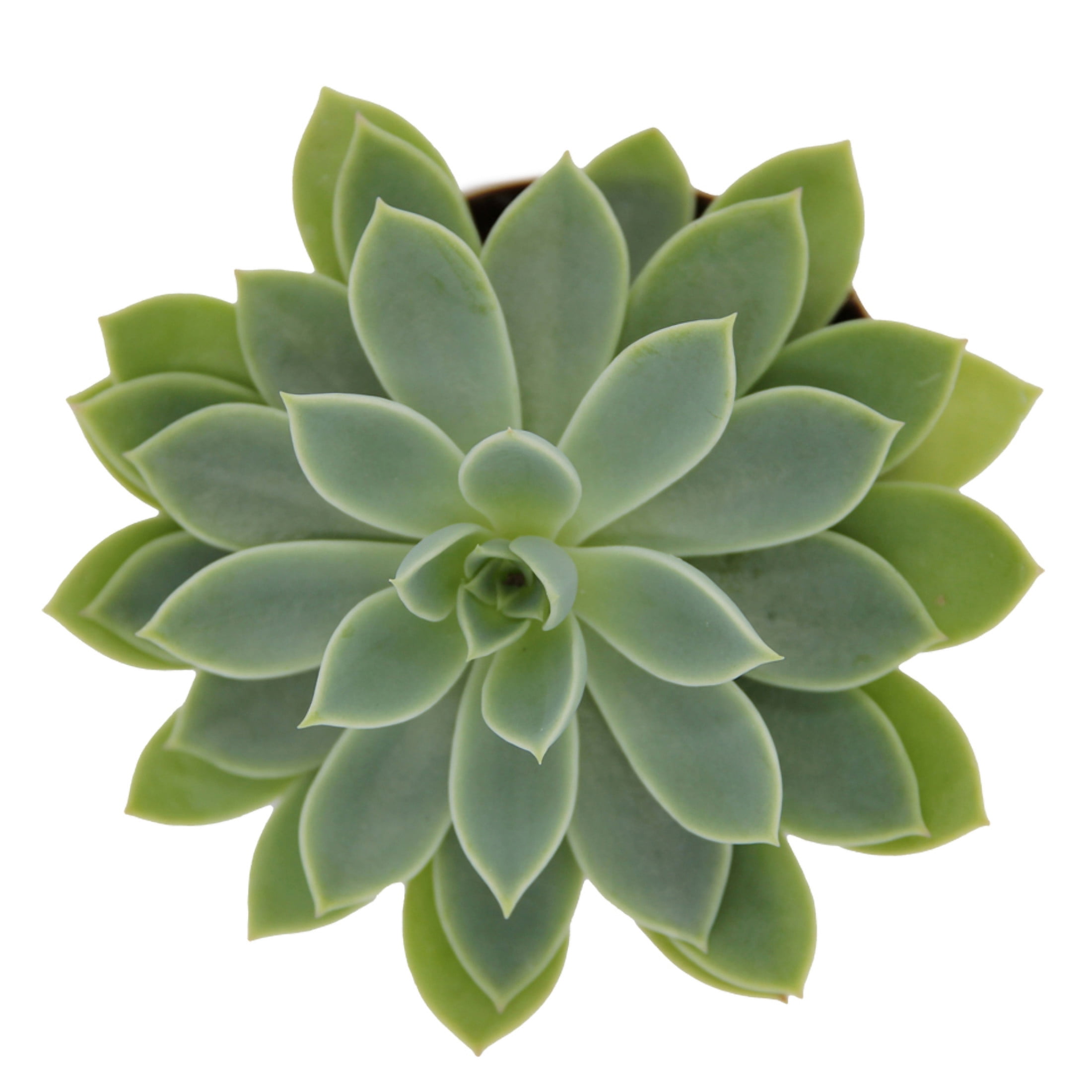 ReptiCulture Assorted Echeveria Desert 2" Pot 3 pk