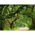 thumbnail image 2 of McLoughlin, James 24x19 Black Ornate Wood Framed with Double Matting Museum Art Print Titled - Canopy Road V, 2 of 4