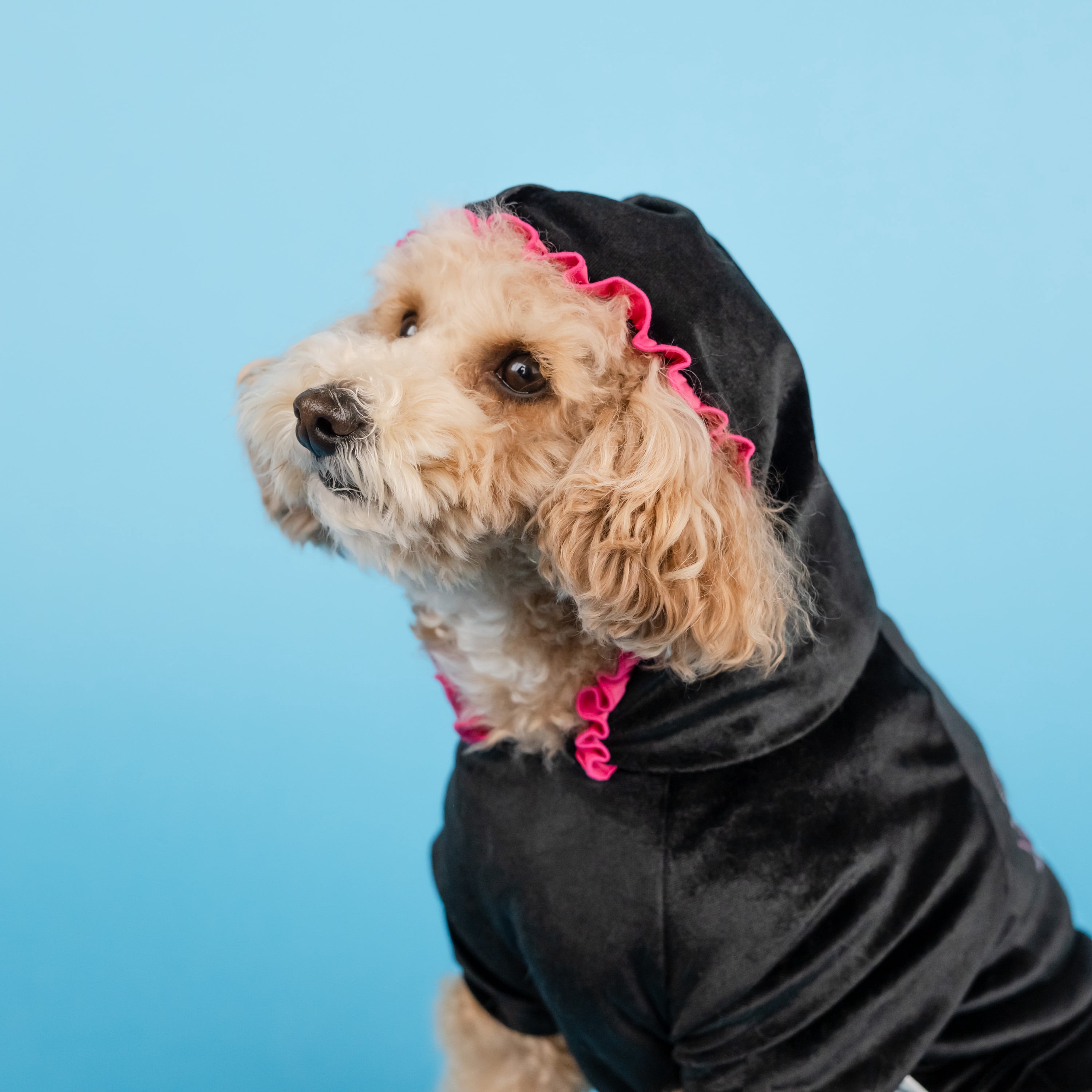 Doggy Parton, Dog Clothes, Sparkle Butterfly Pet Track Suit, Black, XXL