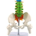 thumbnail image 3 of 45Cm with Pelvic Human Anatomical Anatomy Spine Spinal Column Model Teaching Resources for Students, 3 of 5