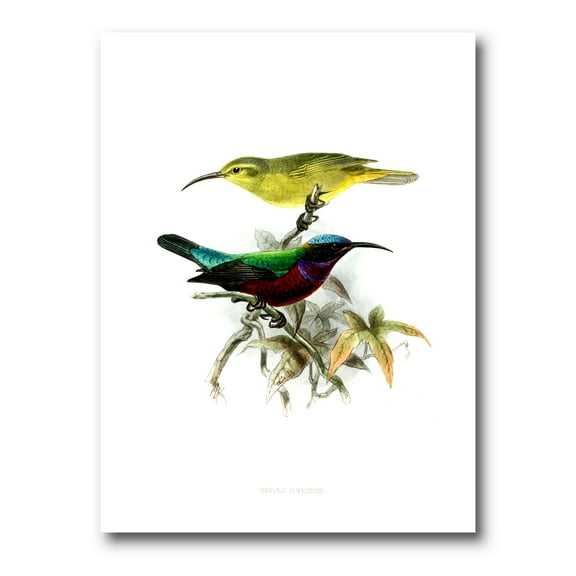 Designart ' Ancient Australian Birds XV ' Traditional Canvas Wall Art Print