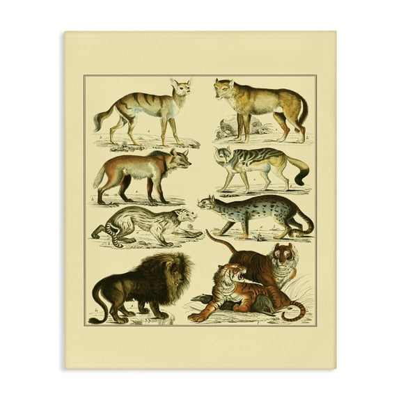 Stupell Industries Cottage Big Cats Wildlife Illustration Canvas Art, 16 x 20, by Oken