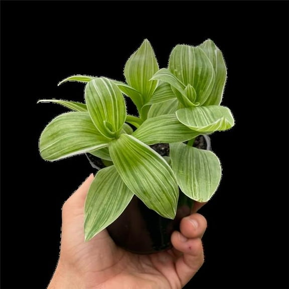 House Plant Dropship 4-TRADESCANTIA-SANNA 4 in. Pot Tradescantia Sanna Plant
