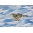 thumbnail image 2 of Jones, Adam 18x13 White Modern Wood Framed Museum Art Print Titled - Coyote running through fresh snow-Yellowstone National Park-Wyoming, 2 of 4