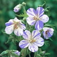 thumbnail image 2 of Direct Gardening Splish Splash Geranium Flowering Perennial Dormant Bare Root Starter Plant, 2 of 5