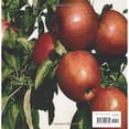 thumbnail image 2 of Pomme par Ken Robbins, 2 of 3