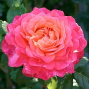 Heirloom Roses Rose Bush Multi Color Shrub