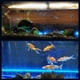 thumbnail image 1 of Luz LED Para Acuario, Luz Para Pecera De Burbujas, Luz De Acuario Multiusos De Plástico Para Peces De Pecera De Acuario, 1 of 7