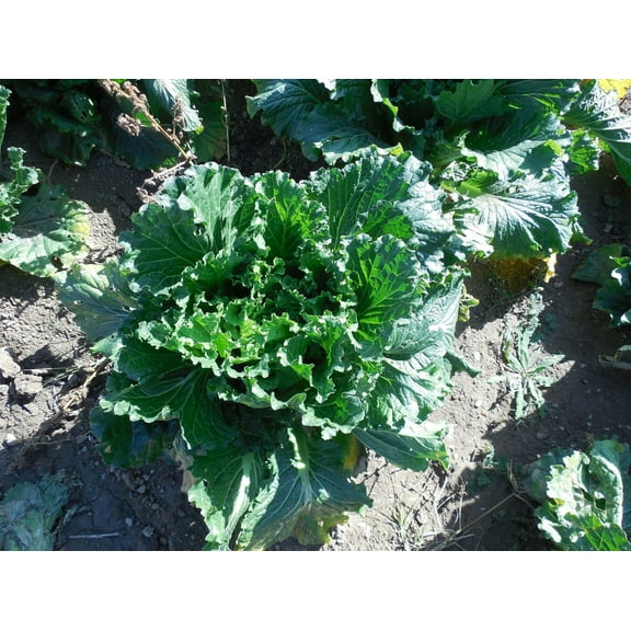 Bok Choy Chinese Cabbage Seeds/ Biennial/ Full Sun/9K Seeds 1 oz / Zellajake Farm and Garden - B55