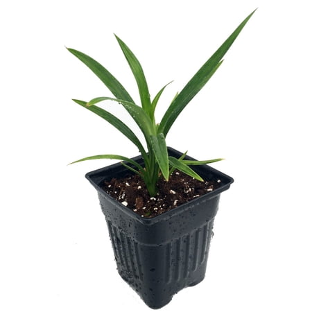 Pandan Spice Plant - Amaryllifolius pandanus - Indoors/Out-Live Plant 2.5" Pot