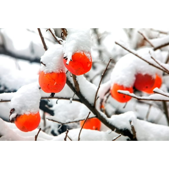 30 Date Plum Tree Seeds for Planting - Diospyros Lotus