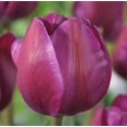thumbnail image 2 of Negrita Triumph Tulip Bulbs for Planting - Stunning Purple Flowers, Top Size Bulbs, Perennial Flowers (15 Bulbs), 2 of 5