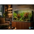 thumbnail image 3 of Amazon Sword Echinodorus Ozelot Red Medium Live Aquarium Plants BUY2 GET1 FREE, 3 of 10
