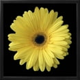 thumbnail image 2 of Yellow Gerbera Daisy, Botanical Framed Art Print Wall Art by Jim Christensen Sold by Art.Com, 2 of 5