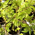 thumbnail image 5 of Hime Fuji Dwarf Wisteria - Live Bonsai Starter Plant - 4" Growers Pot, 5 of 8