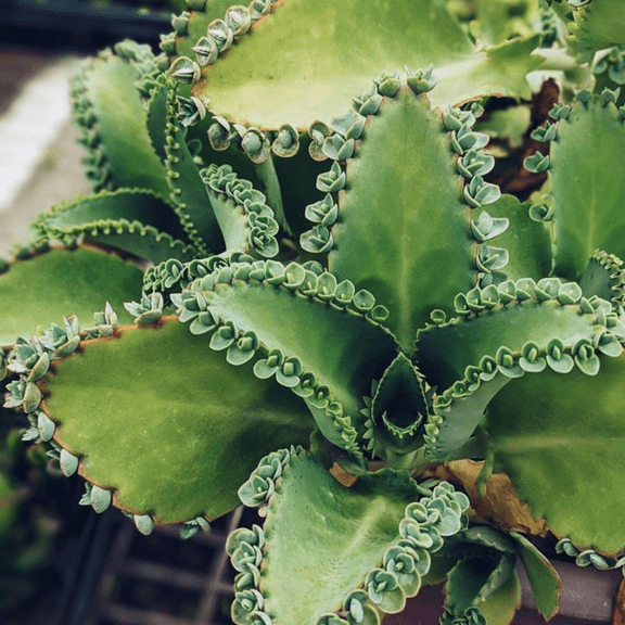 Mother Of Thousands Plant Live, Kalanchoe Succulent Plant in 2" Pot, Indoor Houseplant