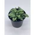 thumbnail image 2 of Peperomia Mini Watermelon, 4 inch verschaffeltii, Steve's Leaves, 2 of 9