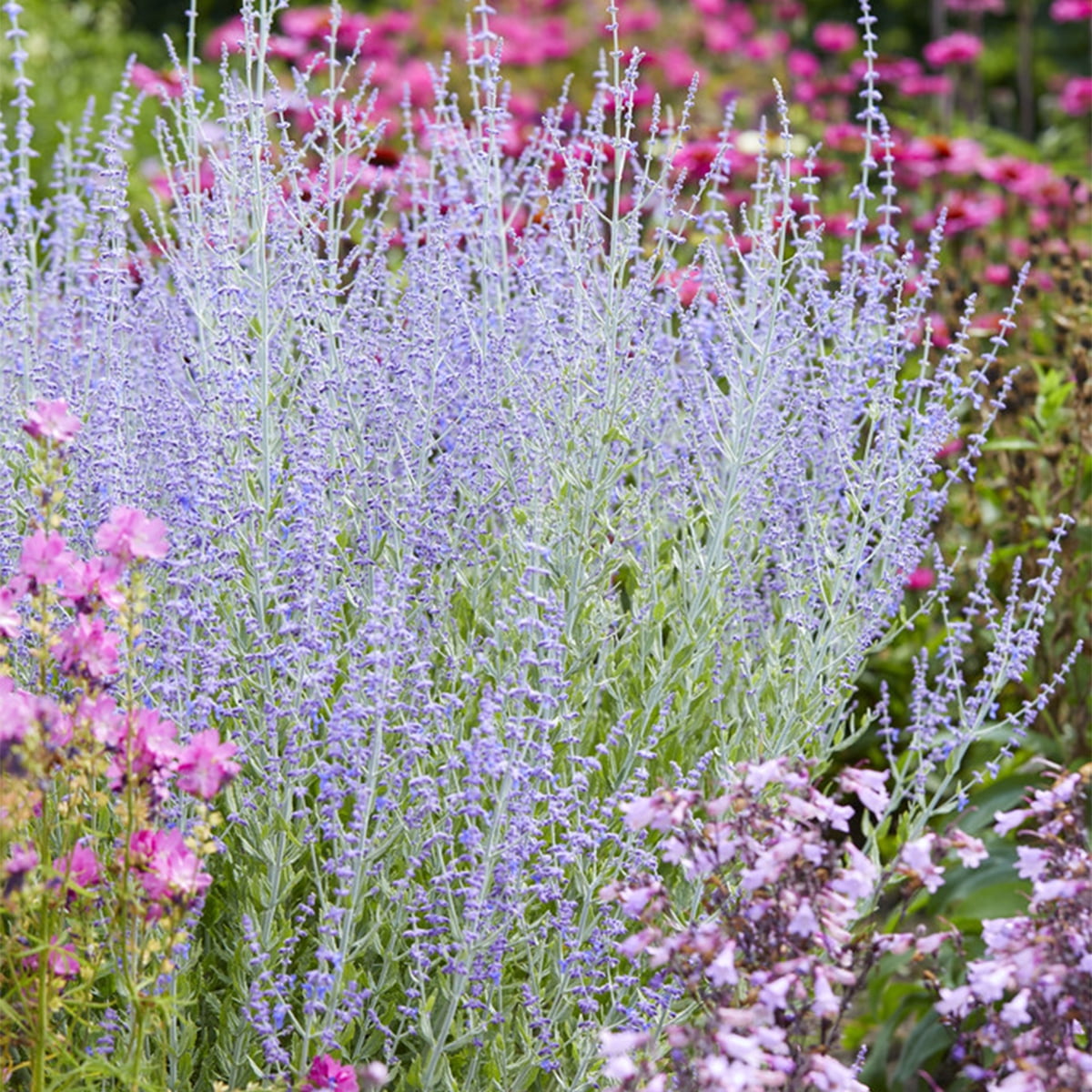 Van Zyverden Perovskia Russian Sage Set of 3 Plant Roots Blue Full Sun Perennial Fragrant 1 lb