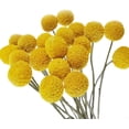 thumbnail image 1 of 20 Stems Natural Dried Flower - Craspedia/Billy Balls, 1 of 5