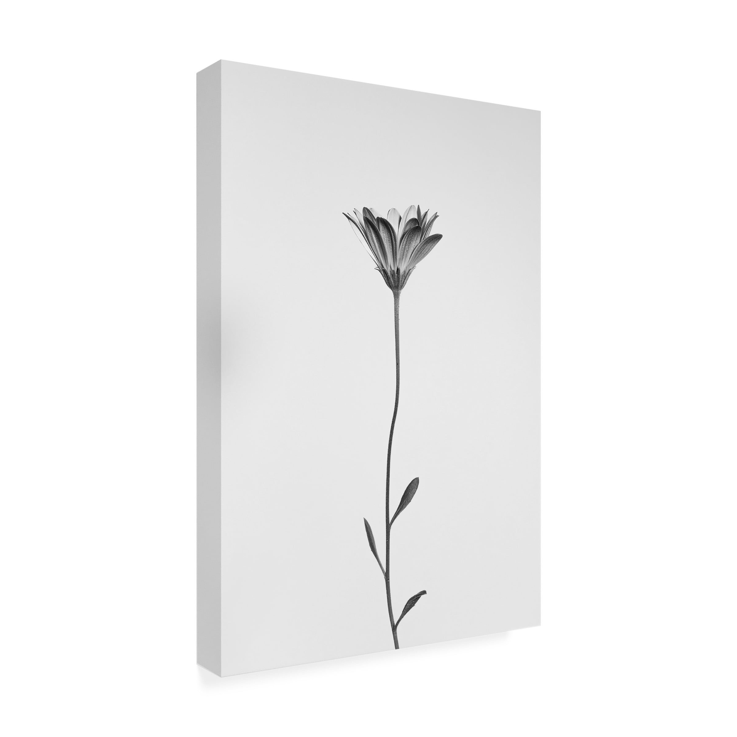 Shogun 'Daisy' Canvas Art