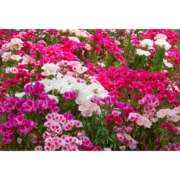 500 DOUBLE DEUCES GODETIA Grandiflora Clarkia Amoena Mixed Colors & Bicolor Flower Seeds