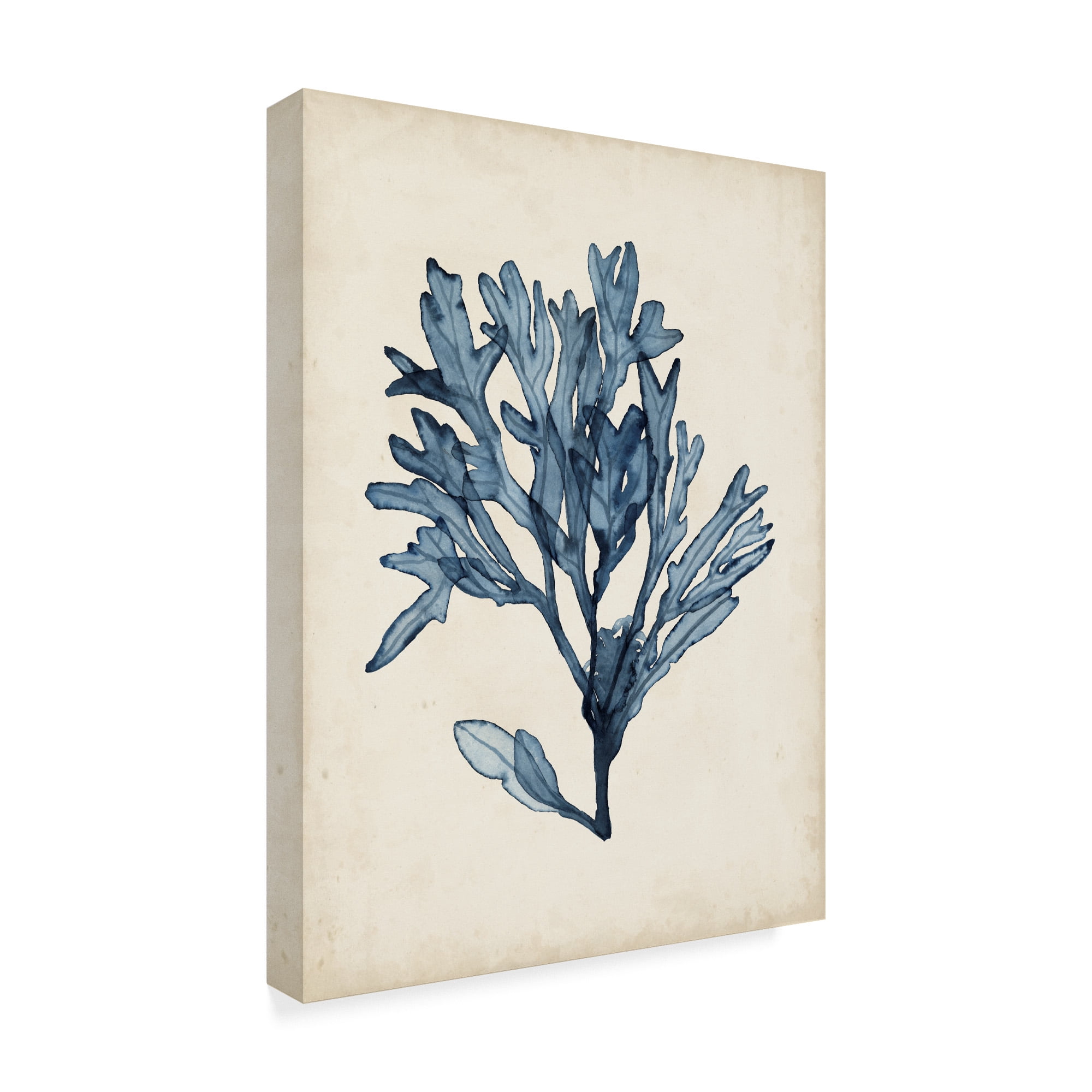 Trademark Fine Art 'Seaweed Specimens II' Canvas Art by Naomi McCavitt