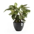 thumbnail image 4 of Ecopots Antwerp Durable Modern Round Indoor/Outdoor Recycled Based Composite Flower Pot Planter, Dark Grey, 12", 4 of 4