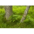 thumbnail image 2 of Illg, Cathy and Gordon 14x11 White Modern Wood Framed Museum Art Print Titled - Europe, Scotland, Cairngorm NP Forest ferns, 2 of 4