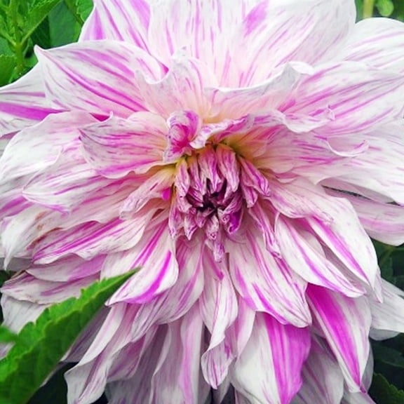 Mom's Special Dinnerplate Dahlia Flower Tuber - Huge Blooms Up to 8" Wide - Grows Well in Containers - Good as Cut Flowers - Deer Resistant