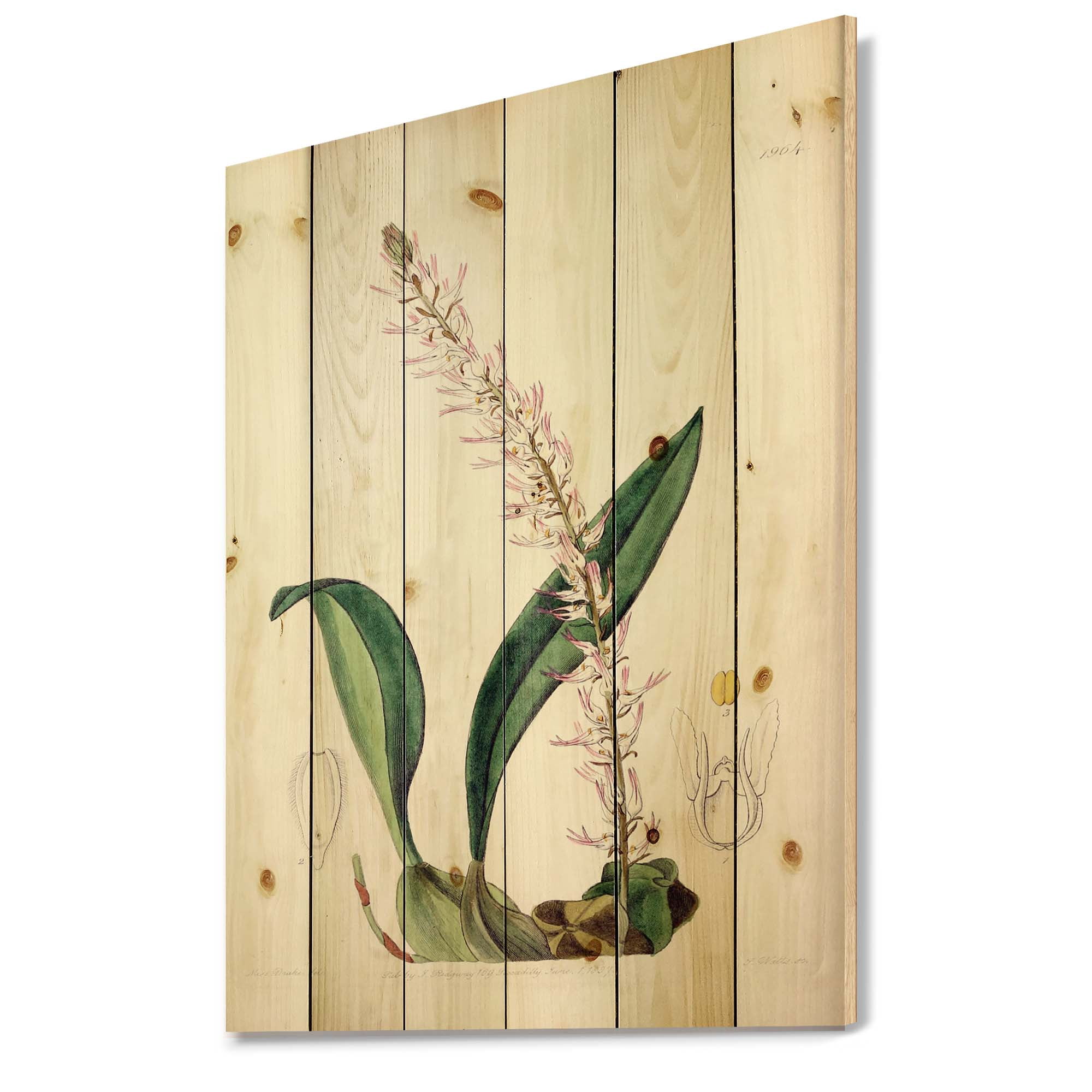 Designart 'Ancient London Plants V' Traditional Print on Natural Pine Wood