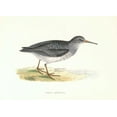 thumbnail image 2 of Morris, Rev FO 32x24 Gold Ornate Wood Framed with Double Matting Museum Art Print Titled - Purple Sandpiper, 2 of 4