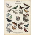 thumbnail image 2 of Lizars, WH 19x24 White Modern Wood Framed Museum Art Print Titled - Foreign Butterflies, 2 of 4
