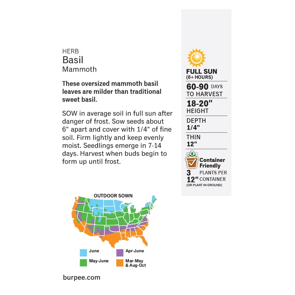 Burpee Mammoth Basil, Annual Herb Seed, Full Sun