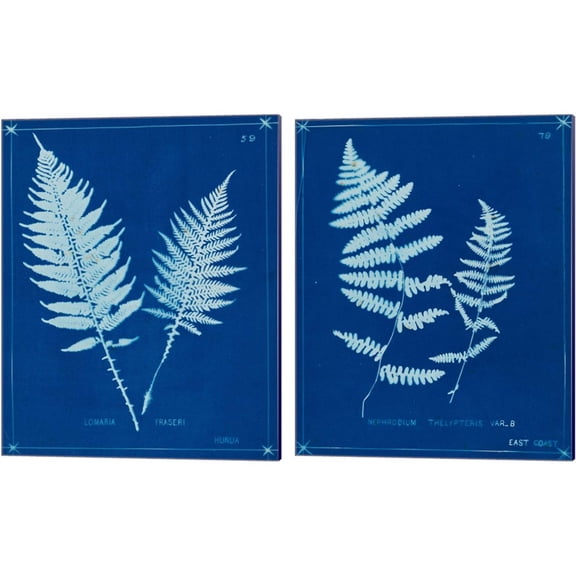 Great Art Now Cyanotype Ferns B by Unknown 2 Piece Canvas Art Set Each 12"W x 15"H
