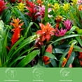 thumbnail image 6 of American Plant Exchange Tropical Flowering Bromeliad, Assorted Colors, 6-Inch Pot, Stunning Live Houseplant, Perfect for Gifting, 6 of 6