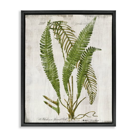 Stupell Industries Thin Fern Leaves Study Plants & Flowers Painting Black Floater Framed Canvas Art Print Wall Art, 17 x 21