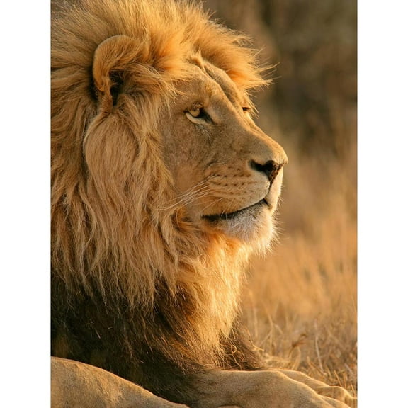 African Lion Sitting in the Sun Jungle King Animal Portrait Photograph Unframed Wall Art Print Poster Home Decor Premium