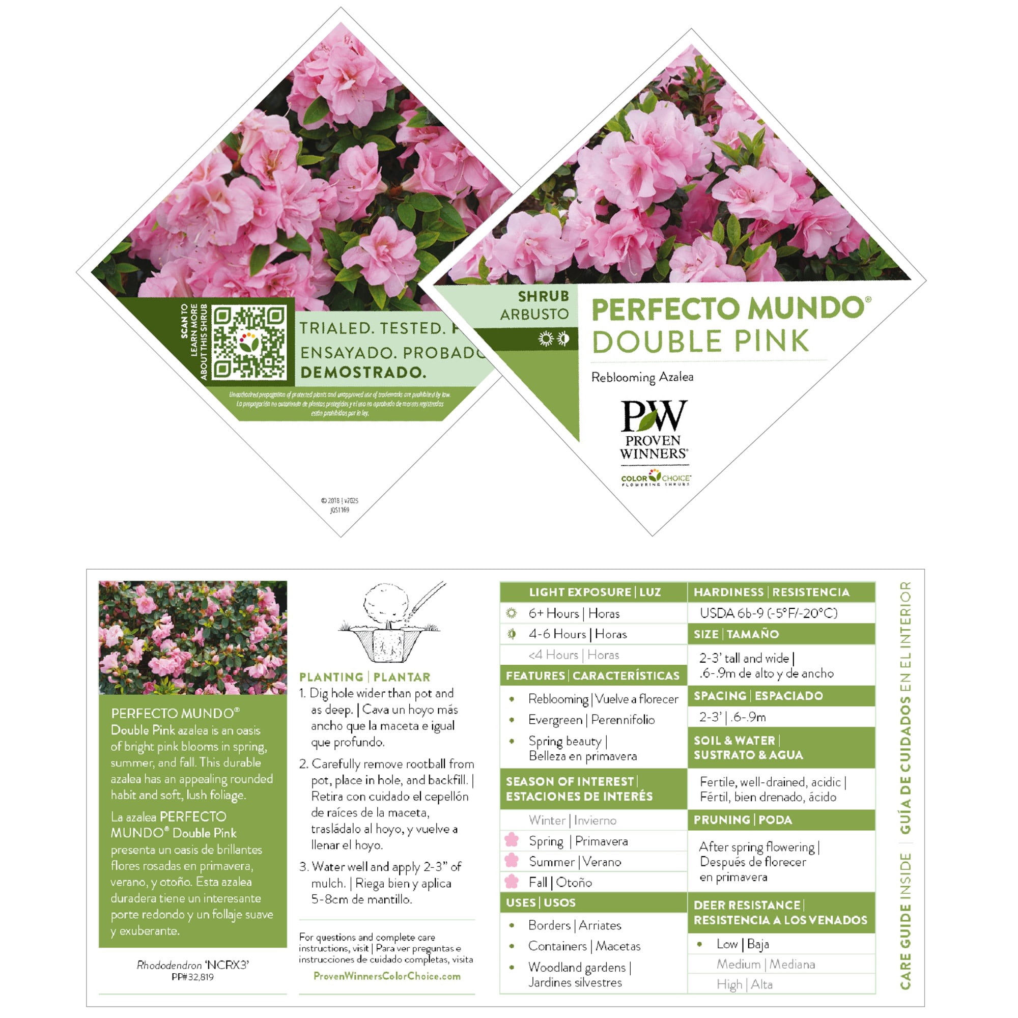 Proven Winners ColorChoice 5" Perfecto Mundo Double Pink Reblooming Azalea Live Plant in 4.5" Pot (4 Count)