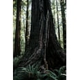 thumbnail image 5 of Coast Redwood | Small Tree Seedling | The Jonsteen Company, 5 of 6