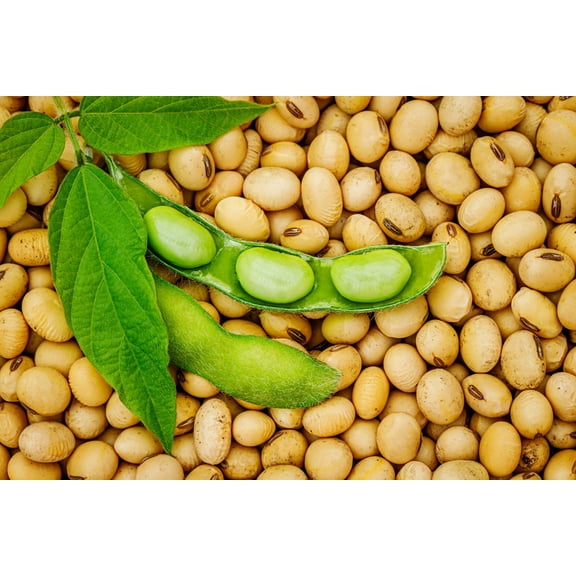 20 Seeds Edamame BE SWEET SOYBEAN Glycine Max Soy Bean Green / Yellow Vegetable Seeds