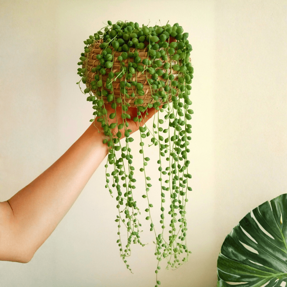 String of Pearl Plant, Live Succulent Houseplant, 4 Inches Pot, String of Pearls Live Plant for Indoor Growing