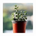 thumbnail image 3 of 8-Piece Water Level Indicator for Indoor Plant Pots, Ideal for Gardening Enthusiasts, 3 of 5