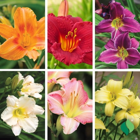 Kaleidoscope Lily Mix