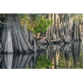 thumbnail image 2 of Jones, Adam 32x23 Black Ornate Wood Framed with Double Matting Museum Art Print Titled - Early spring view of cypress trees reflecting on blackwater area of St Johns River-central Florida, 2 of 4