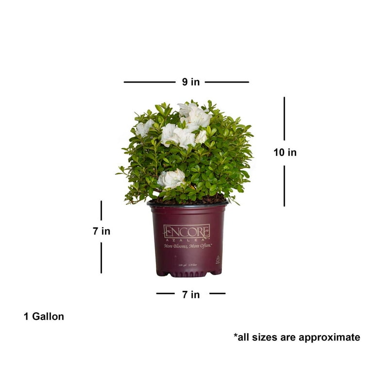Encore Azalea Autumn Angel (1 Gallon) White Flowering Shrub Encore Azalea Autumn Angel (1 Gallon) White Flowering Shrub