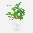 thumbnail image 3 of Coofit Plant Glow Kit Creative DIY Observing Planting Kit Growing Kit for Children, 3 of 6
